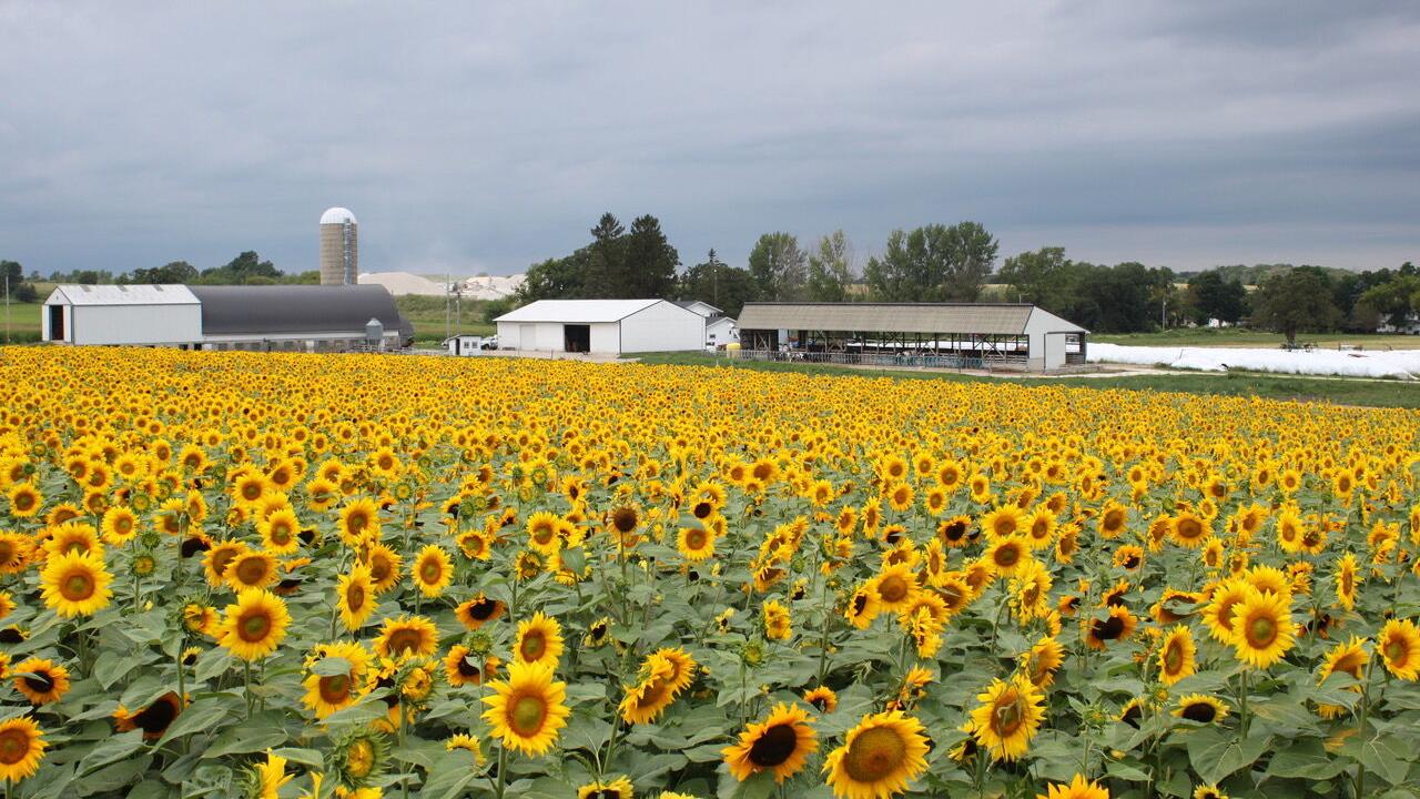 Bird food buyers, crushers competing for old crop sunflower